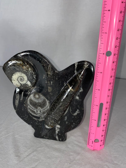 Self Standing Polished Fossilized Orthoceras & Shell Specimen (I)