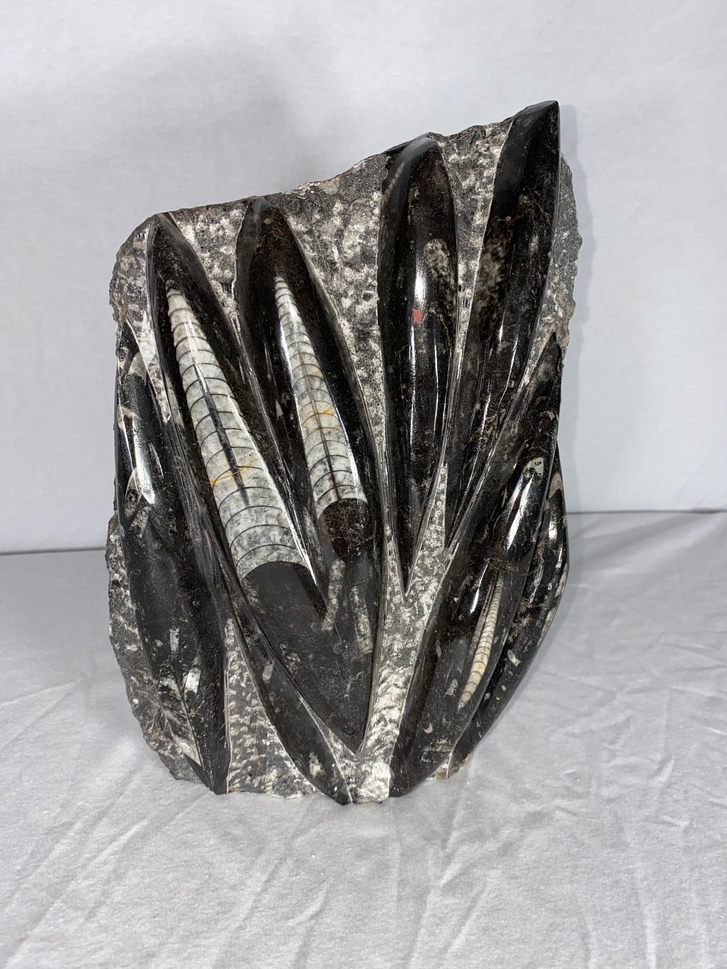 Self Standing Polished Fossilized Orthoceras Specimen (Large B)