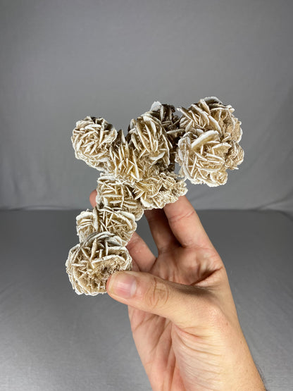 Mexican Desert Rose Specimen (B)