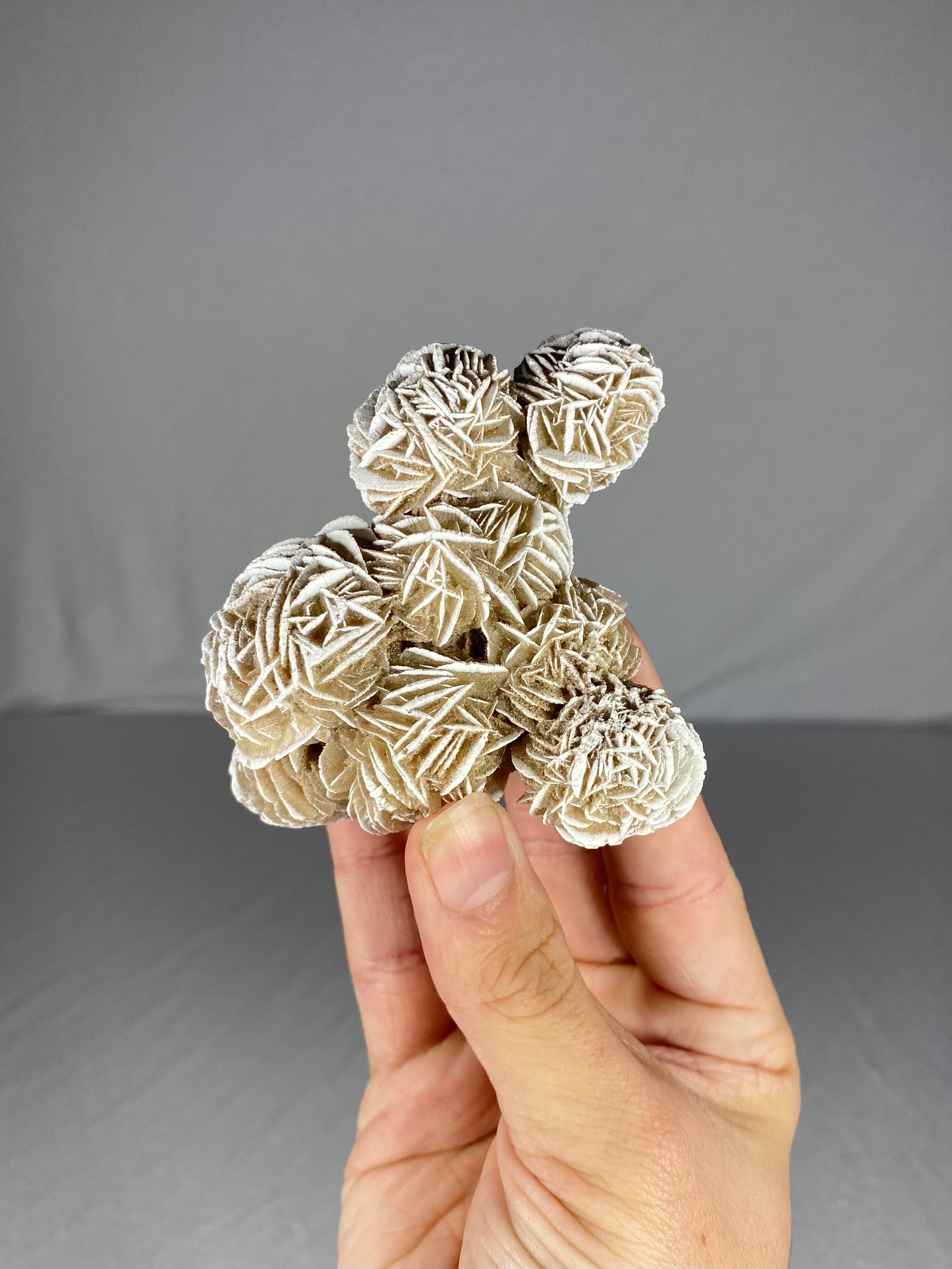 Mexican Desert Rose Specimen (G)