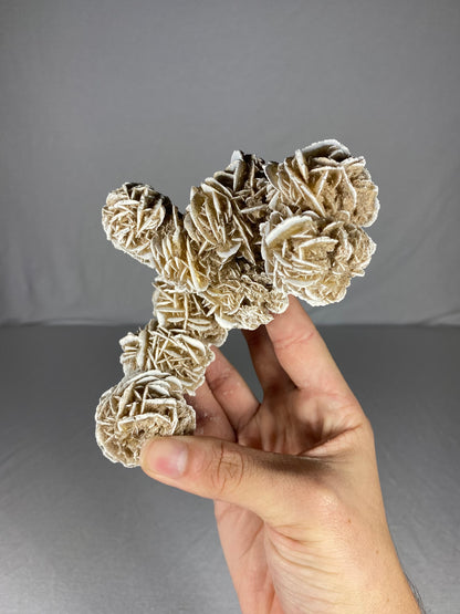 Mexican Desert Rose Specimen (B)