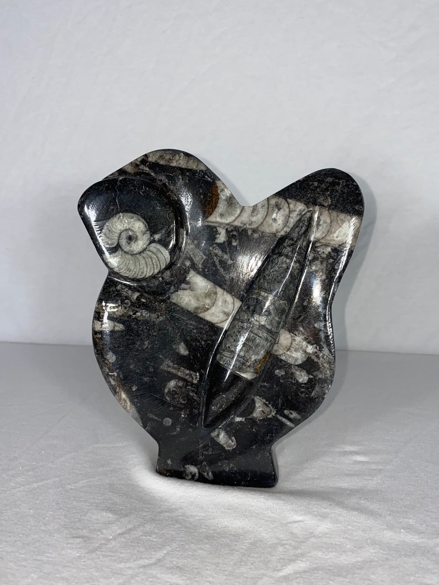Self Standing Polished Fossilized Orthoceras & Shell Specimen (G)