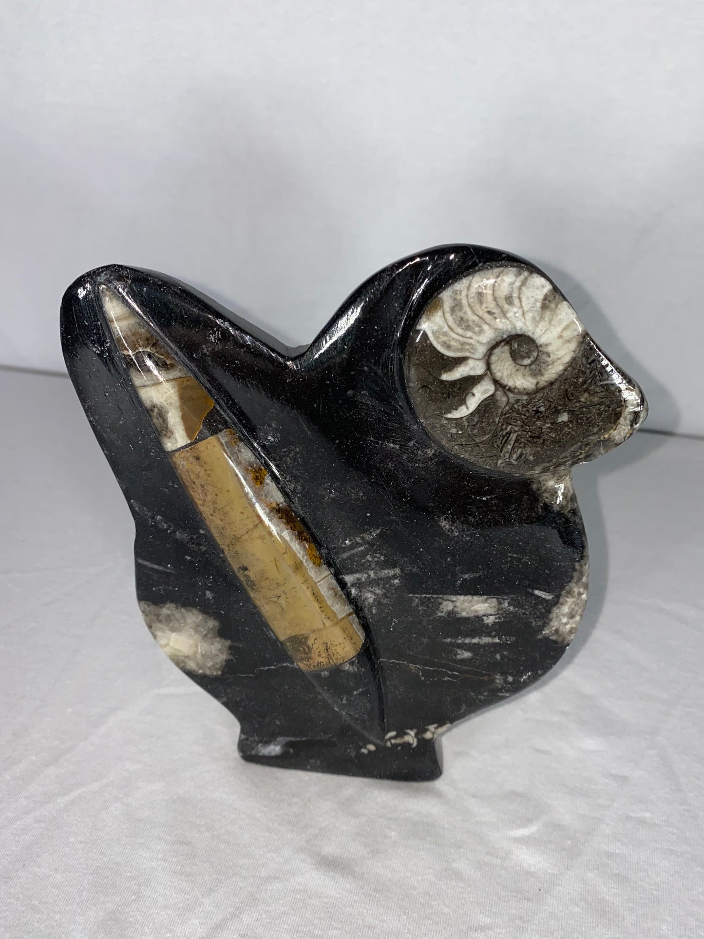 Self Standing Polished Fossilized Orthoceras & Shell Specimen (P)