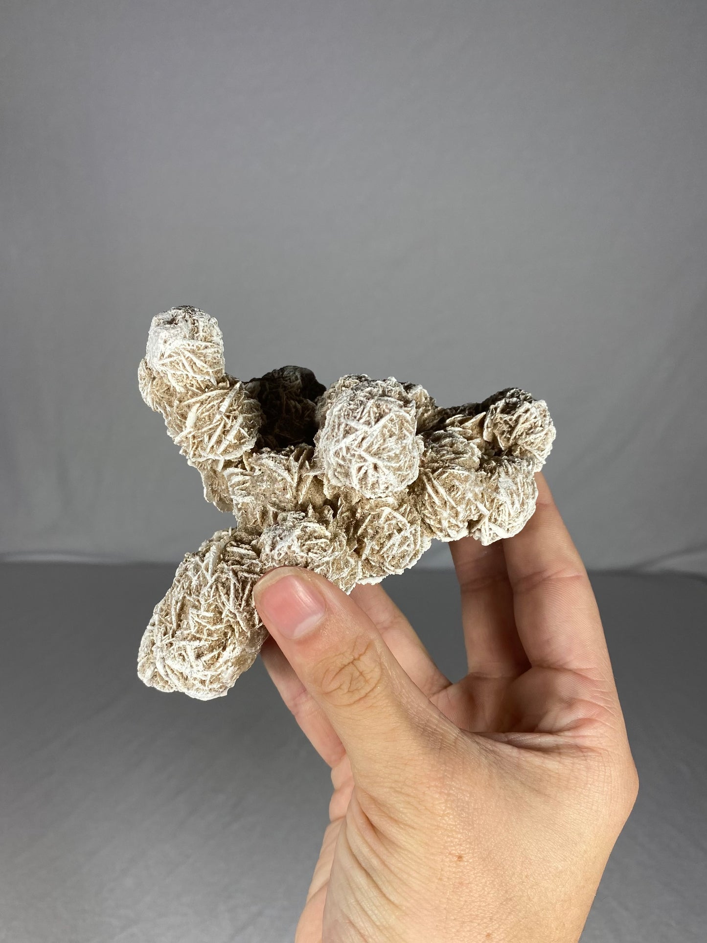 Mexican Desert Rose Specimen (K)