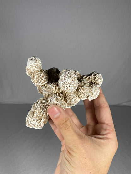 Mexican Desert Rose Specimen (K)