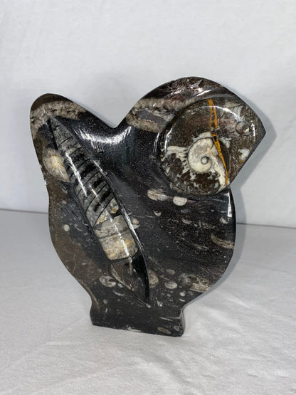 Self Standing Polished Fossilized Orthoceras & Fossil Specimen (T)
