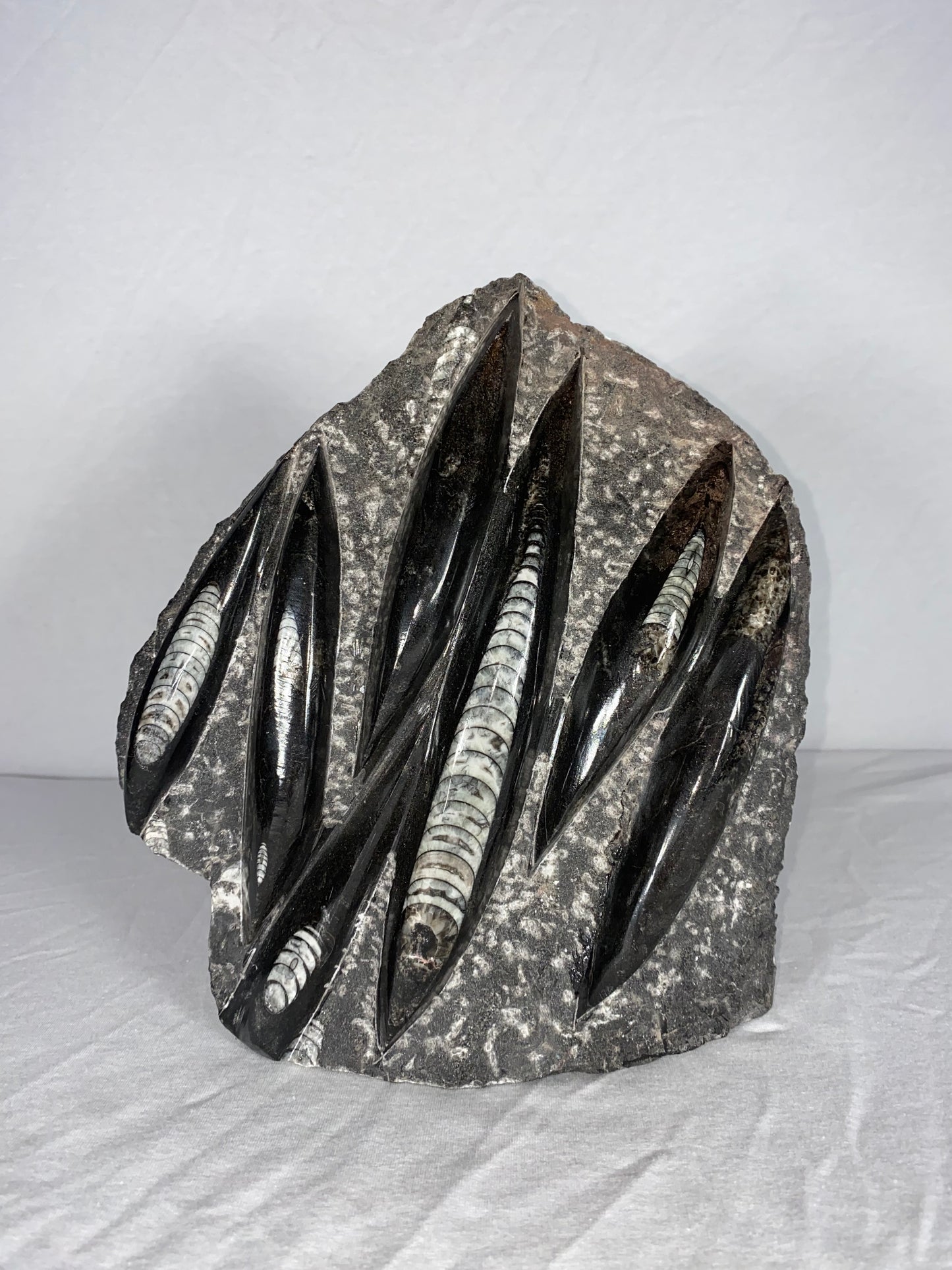 Self Standing Polished Fossilized Orthoceras Specimen (Large C)