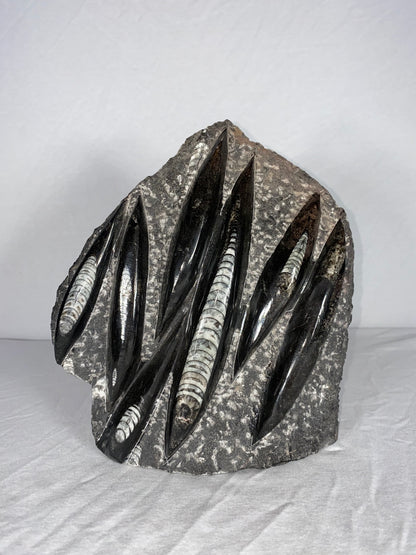 Self Standing Polished Fossilized Orthoceras Specimen (Large C)
