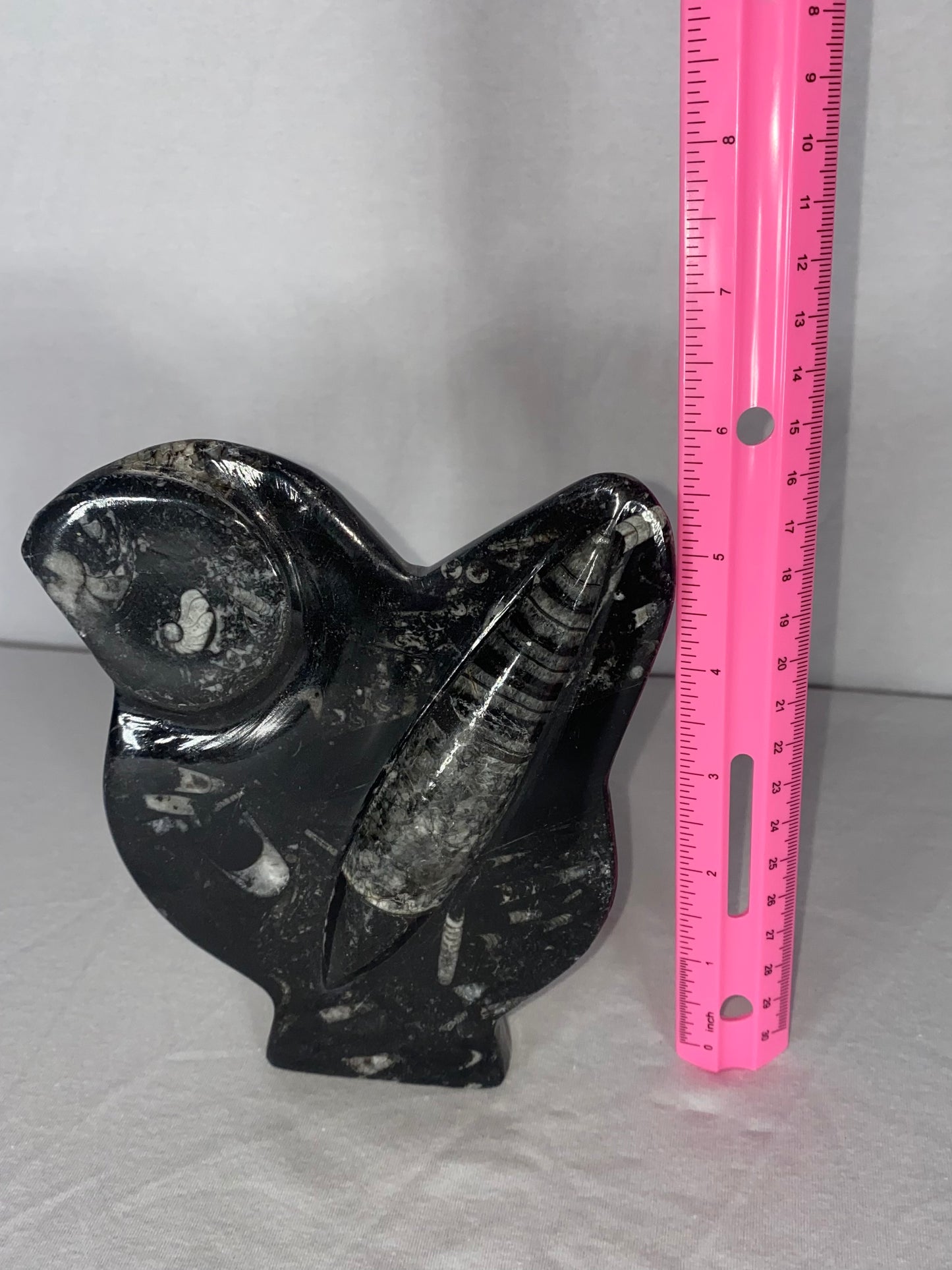 Self Standing Polished Fossilized Orthoceras & Shell Specimen (C)