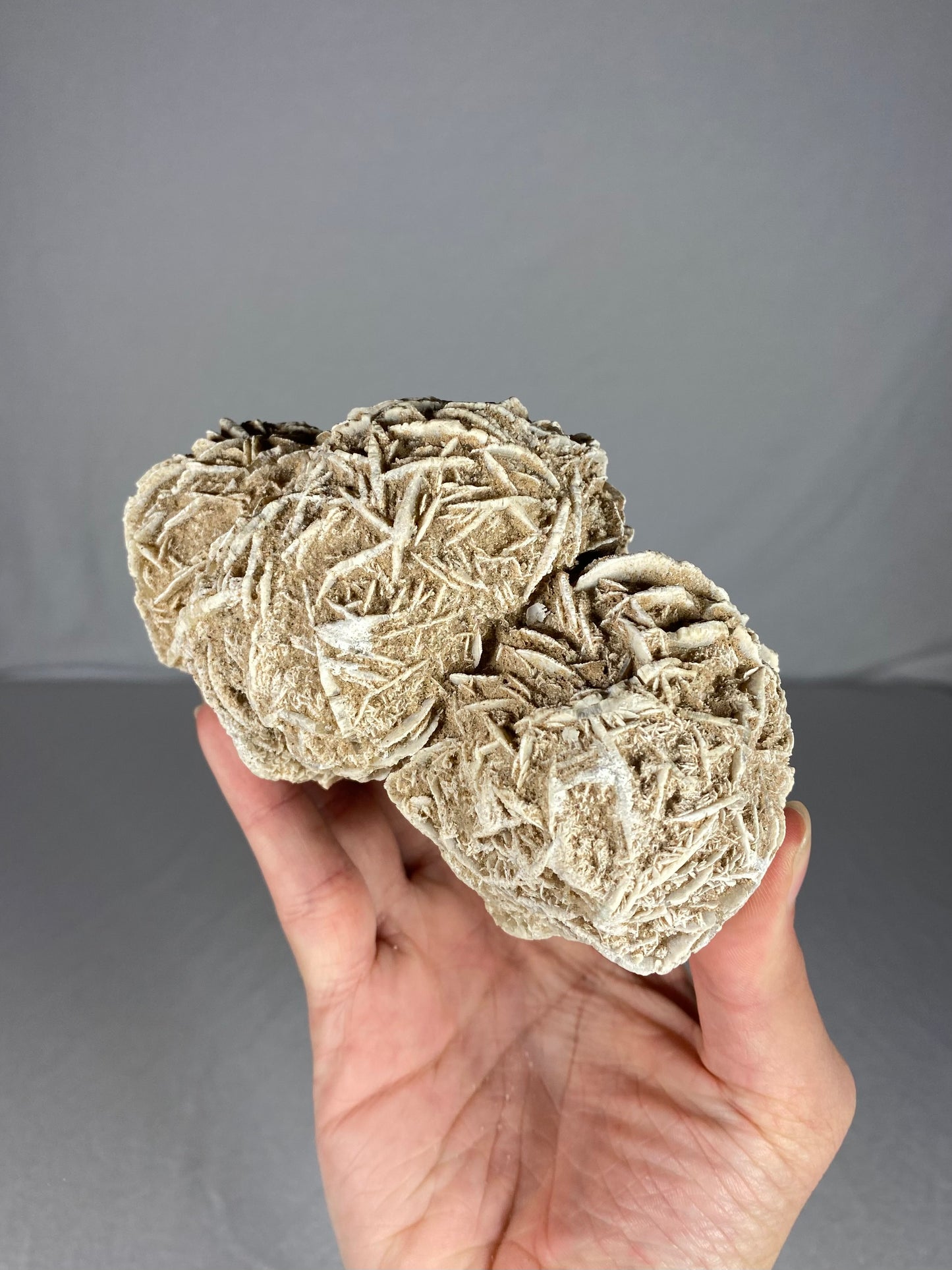 Mexican Desert Rose Specimen (D)