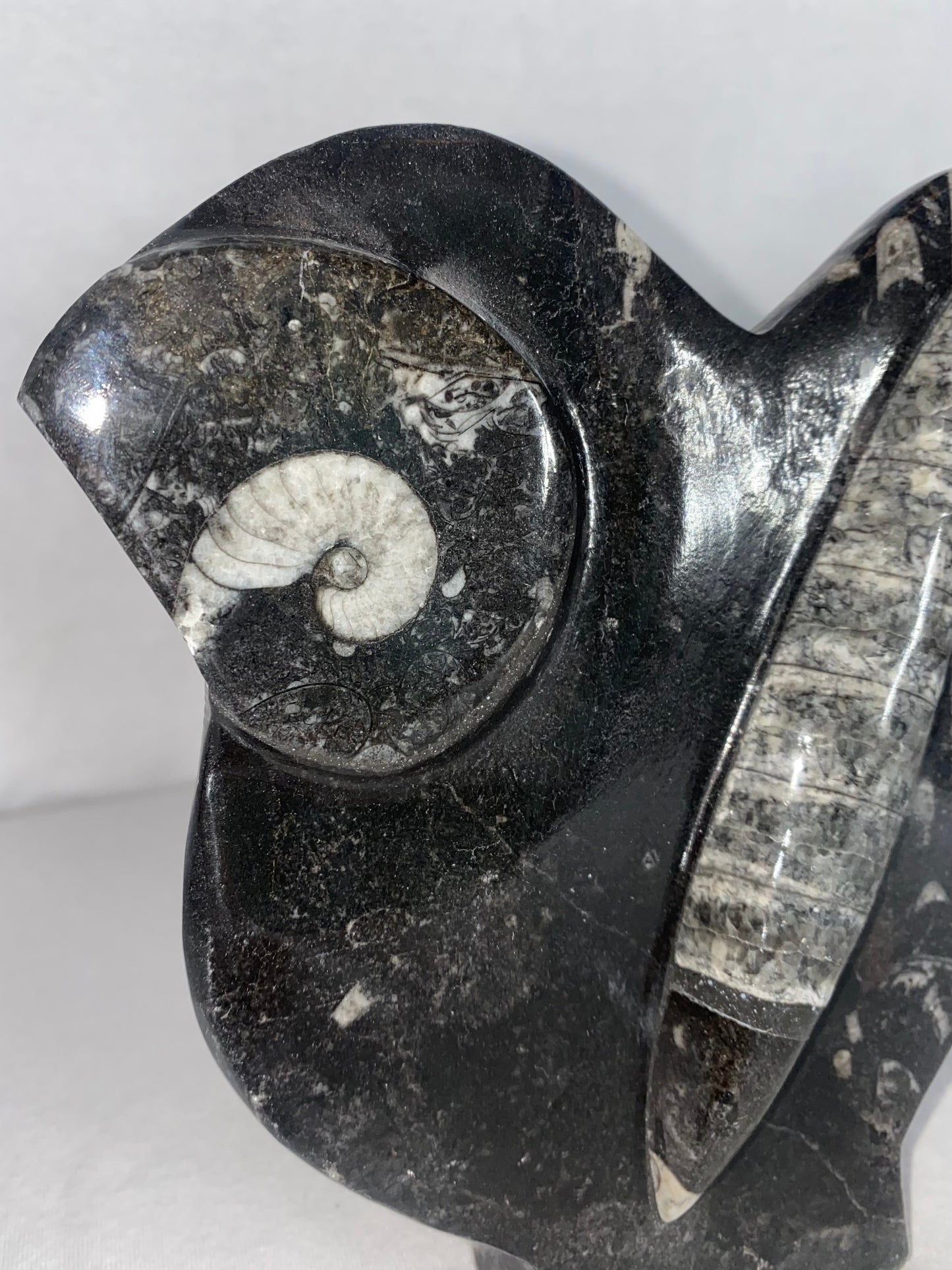 Self Standing Polished Fossilized Orthoceras & Shell Specimen (D)