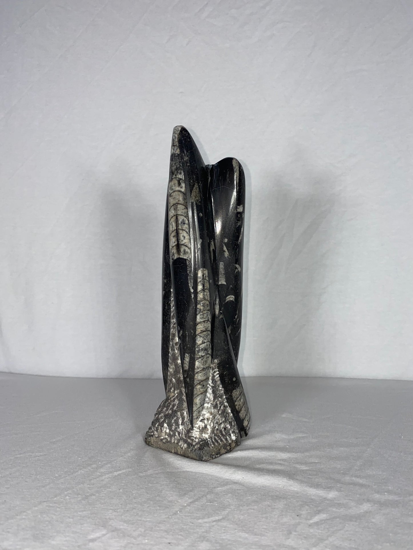Self Standing Polished Fossilized Orthoceras Specimen (Medium C)