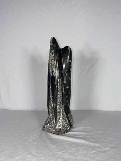 Self Standing Polished Fossilized Orthoceras Specimen (Medium C)
