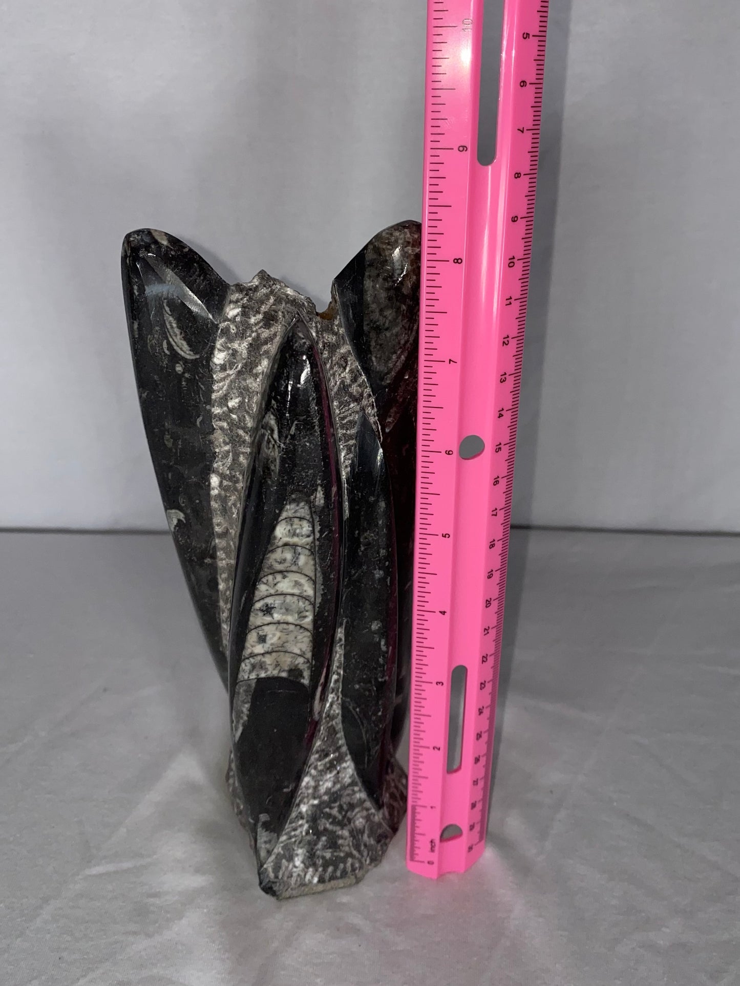 Self Standing Polished Fossilized Orthoceras Specimen (Medium J)