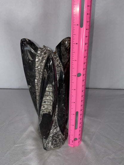 Self Standing Polished Fossilized Orthoceras Specimen (Medium J)