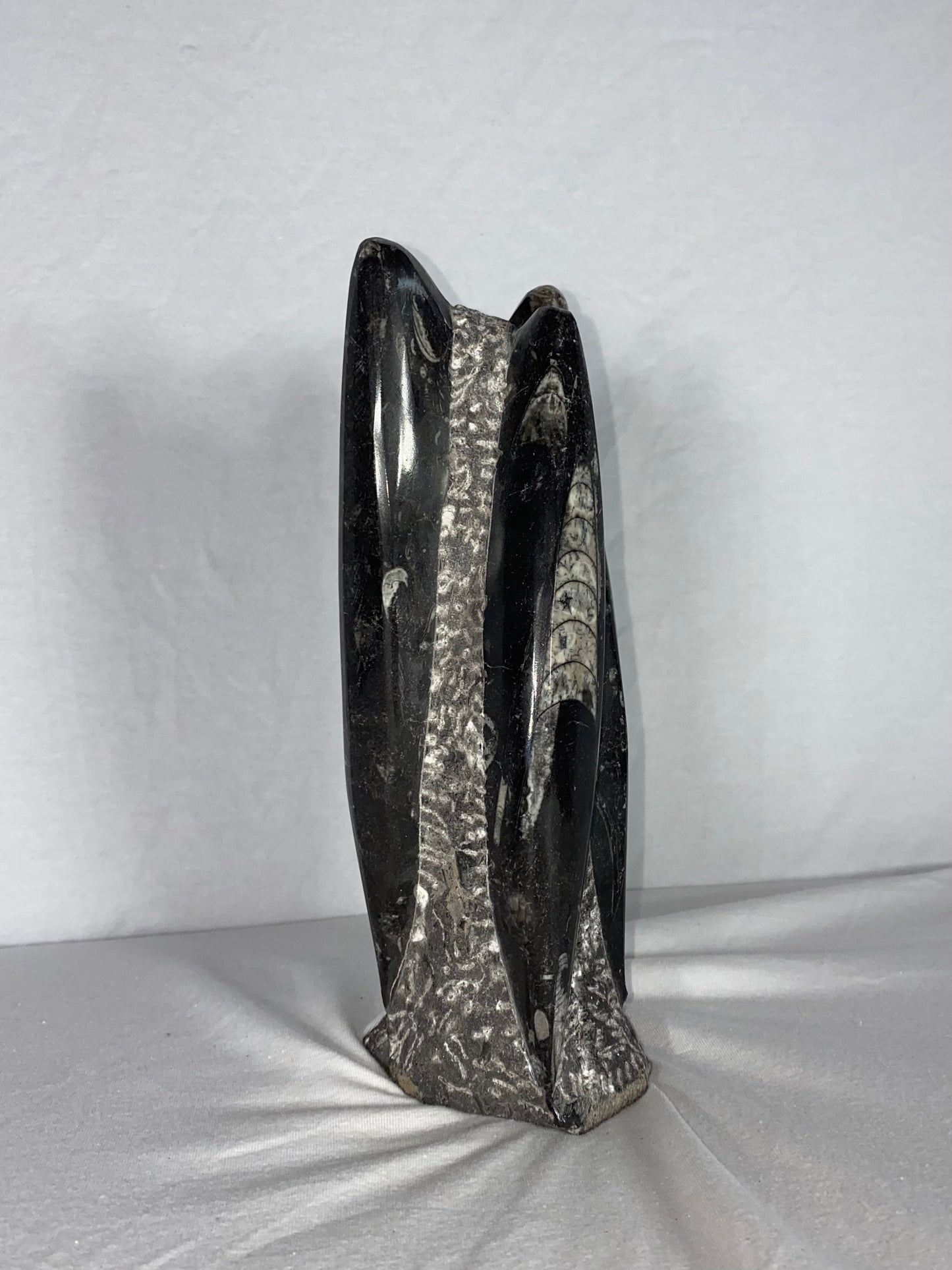 Self Standing Polished Fossilized Orthoceras Specimen (Medium J)