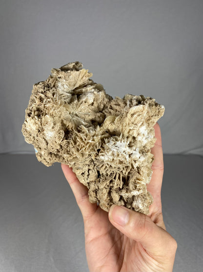 Mexican Desert Rose Specimen (C)