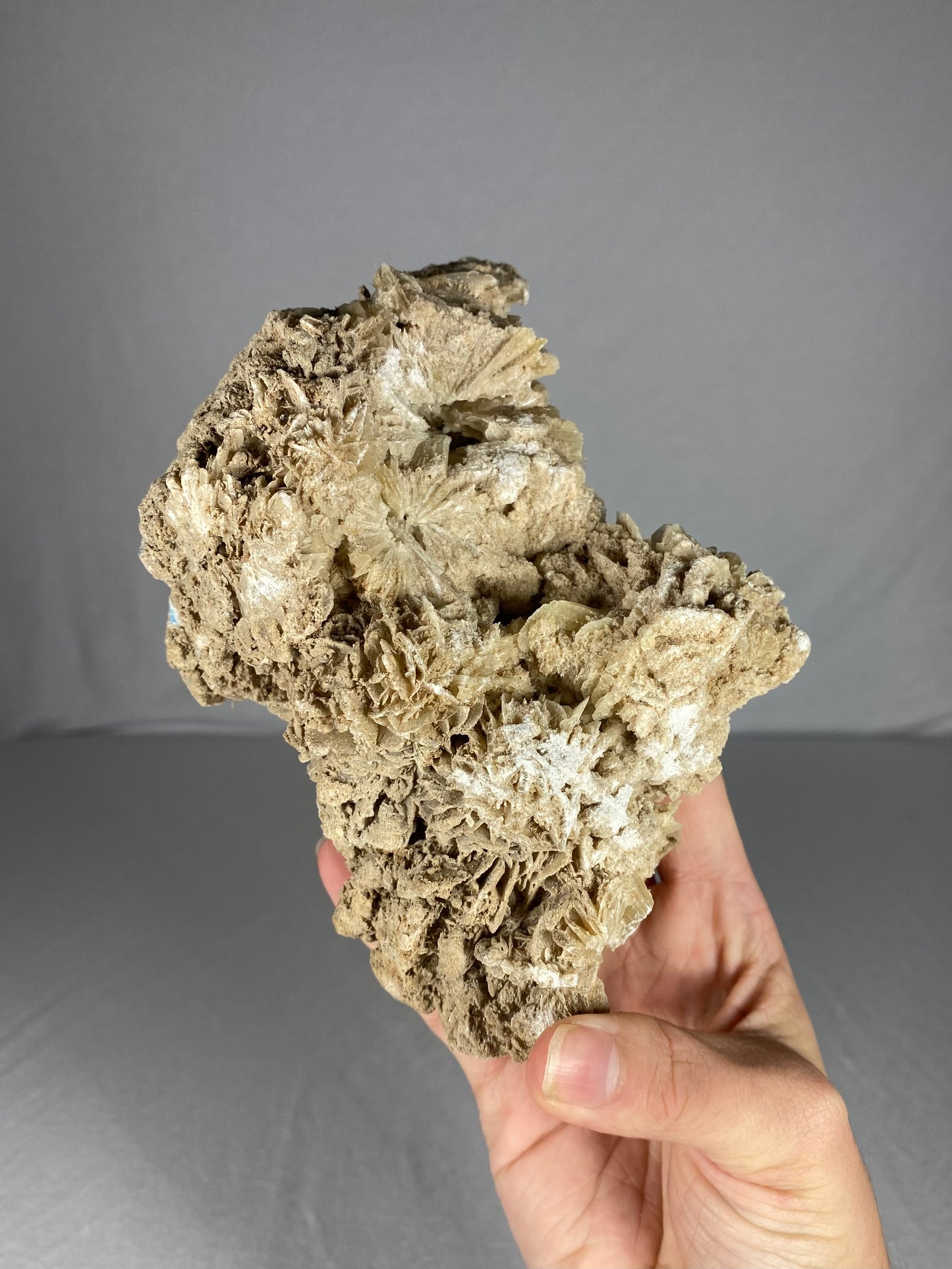 Mexican Desert Rose Specimen (C)