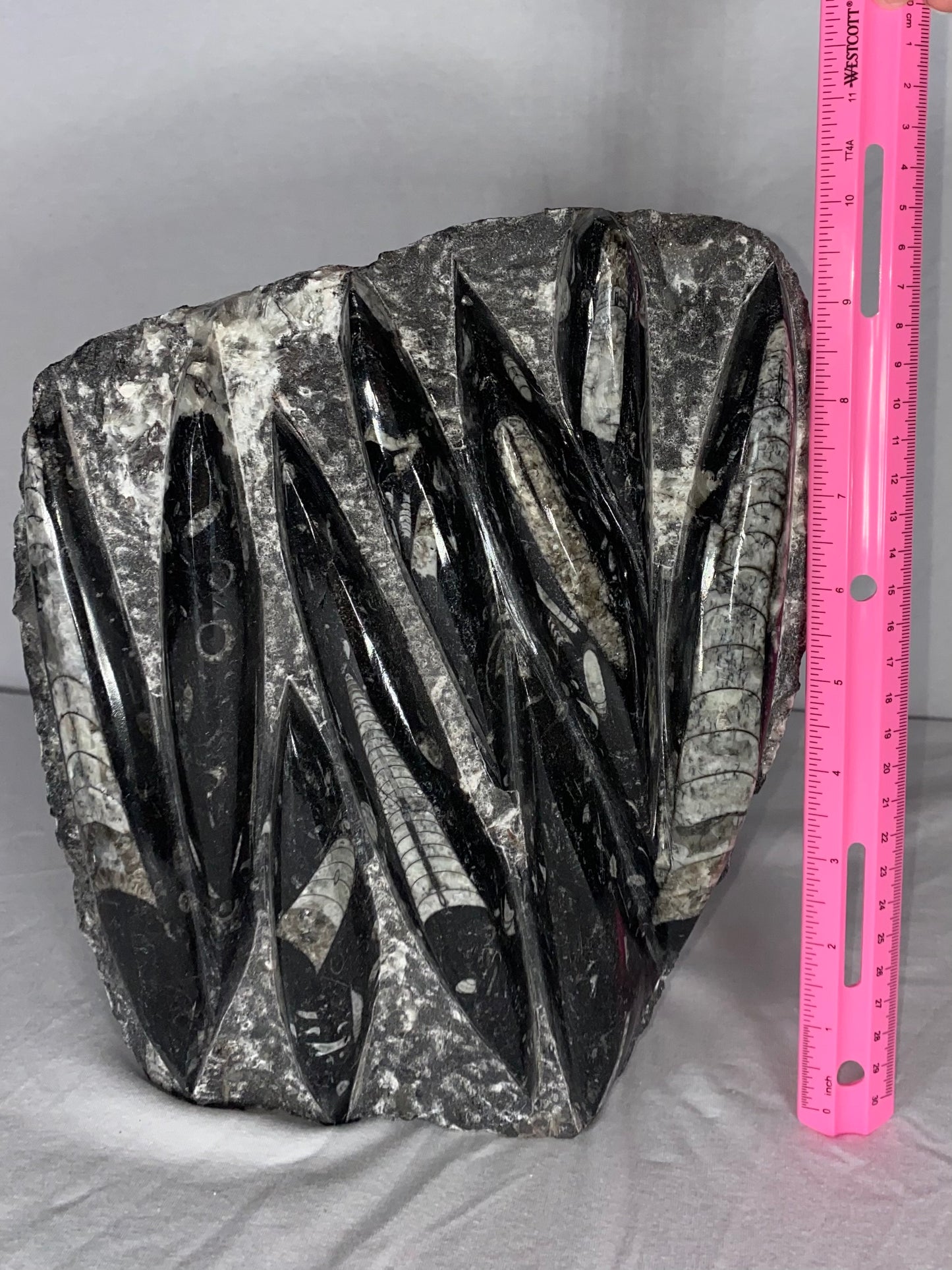 Self Standing Polished Fossilized Orthoceras Specimen (Large E)