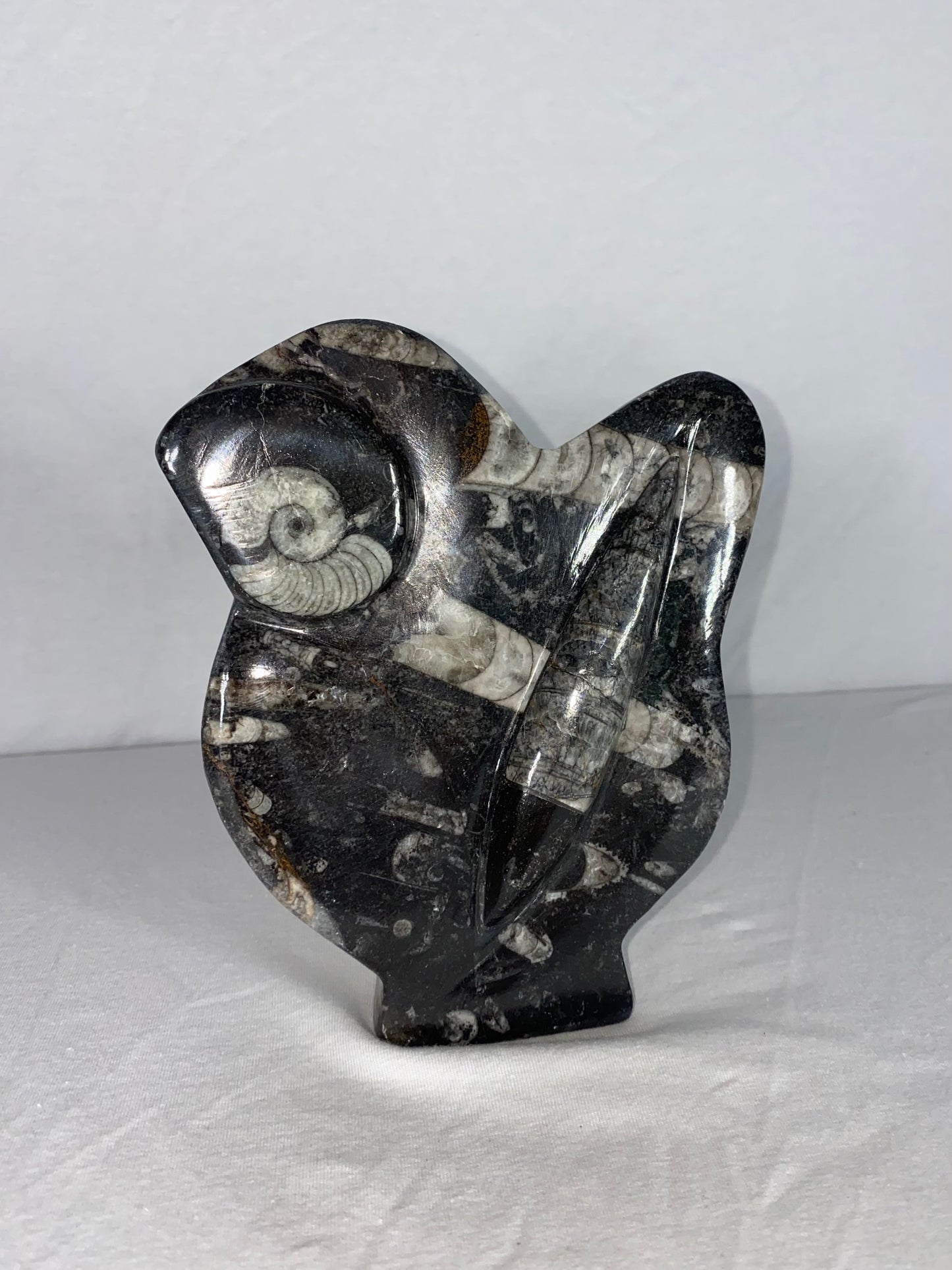 Self Standing Polished Fossilized Orthoceras & Shell Specimen (G)