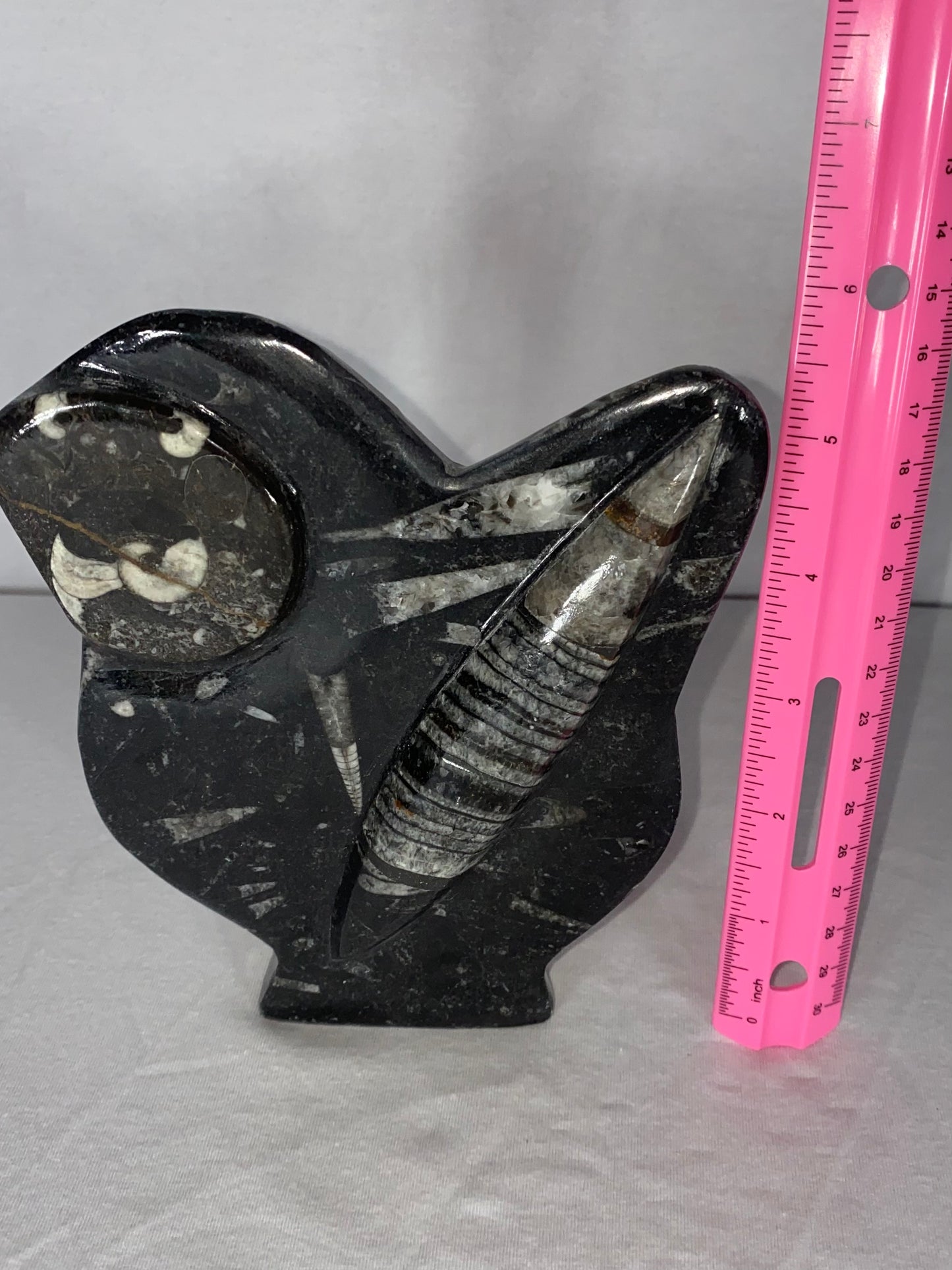 Self Standing Polished Fossilized Orthoceras & Shell Specimen (F)