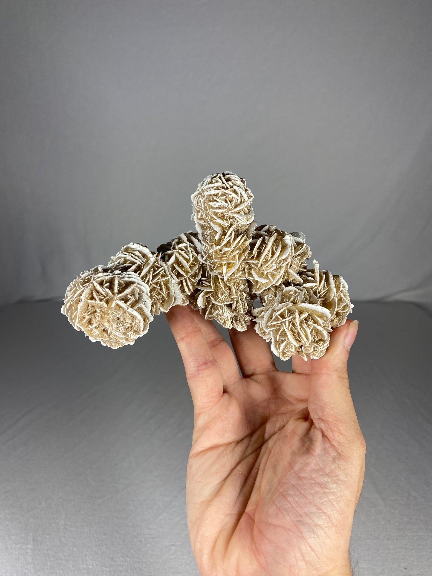 Mexican Desert Rose Specimen (B)