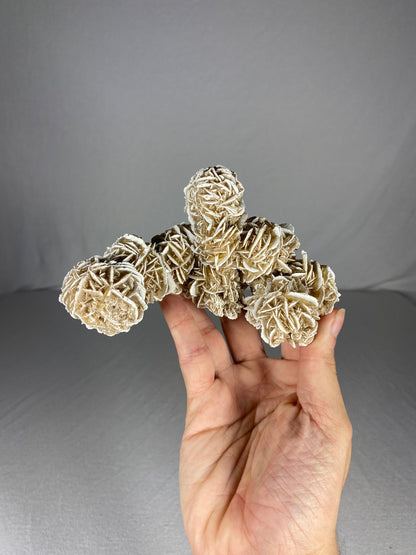 Mexican Desert Rose Specimen (B)