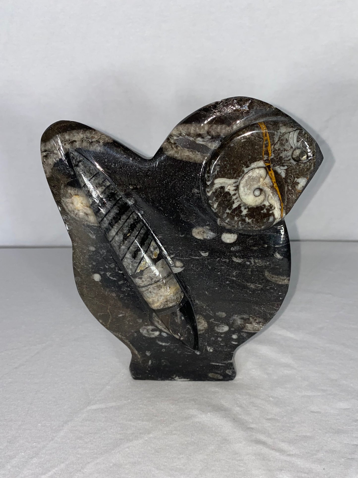 Self Standing Polished Fossilized Orthoceras & Fossil Specimen (T)