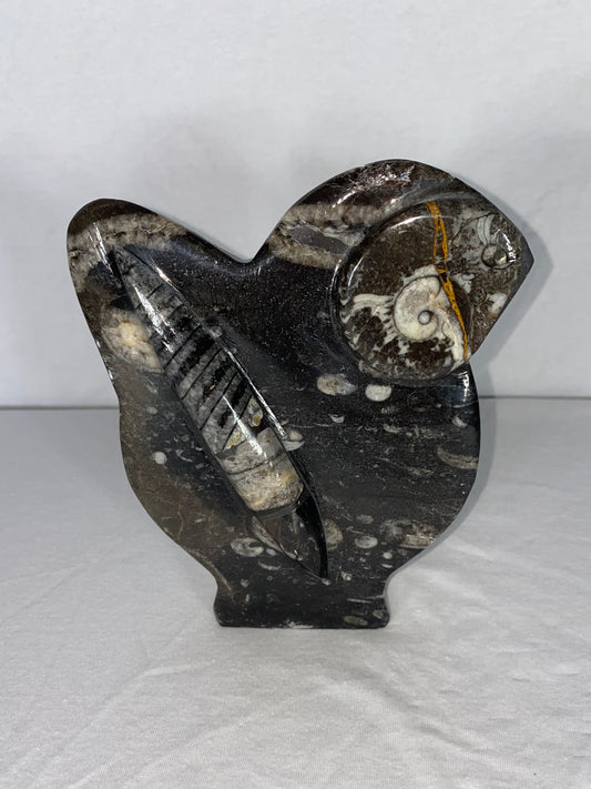 Self Standing Polished Fossilized Orthoceras & Fossil Specimen (T)