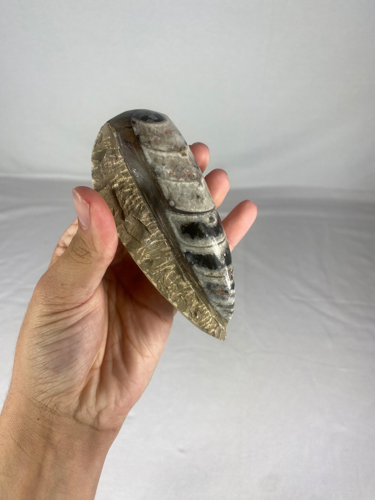 Polished Fossilized Orthoceras Specimen (Large B)