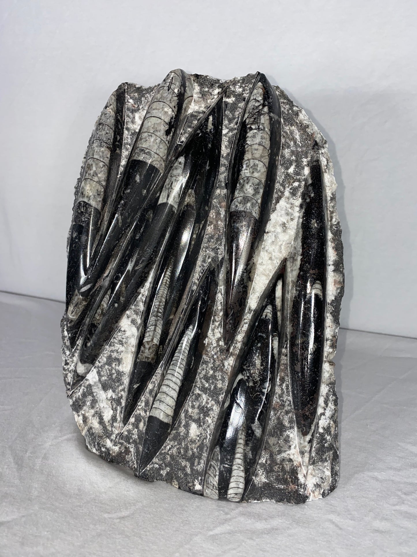 Self Standing Polished Fossilized Orthoceras Specimen (Large A)