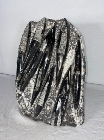 Self Standing Polished Fossilized Orthoceras Specimen (Large A)