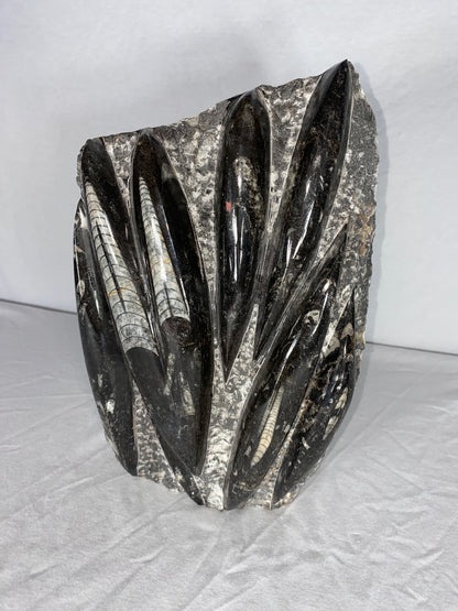 Self Standing Polished Fossilized Orthoceras Specimen (Large B)