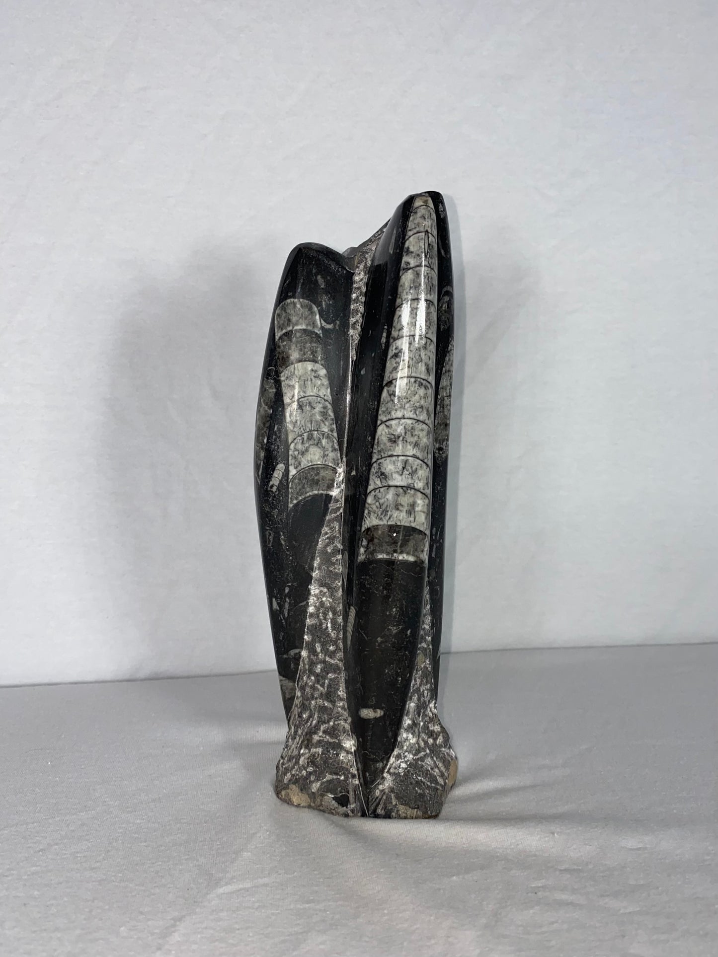 Self Standing Polished Fossilized Orthoceras Specimen (Medium L)