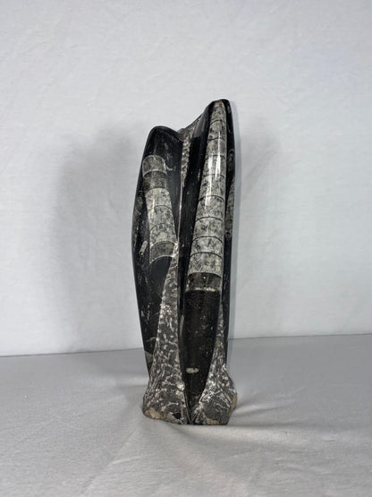 Self Standing Polished Fossilized Orthoceras Specimen (Medium L)