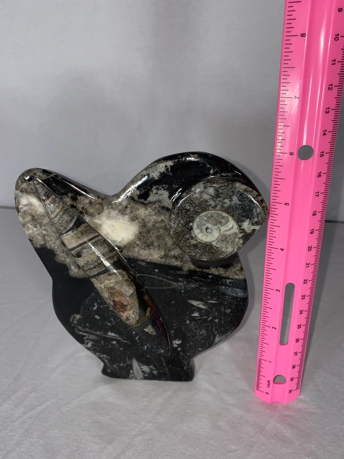 Self Standing Polished Fossilized Orthoceras & Shell Specimen (N)