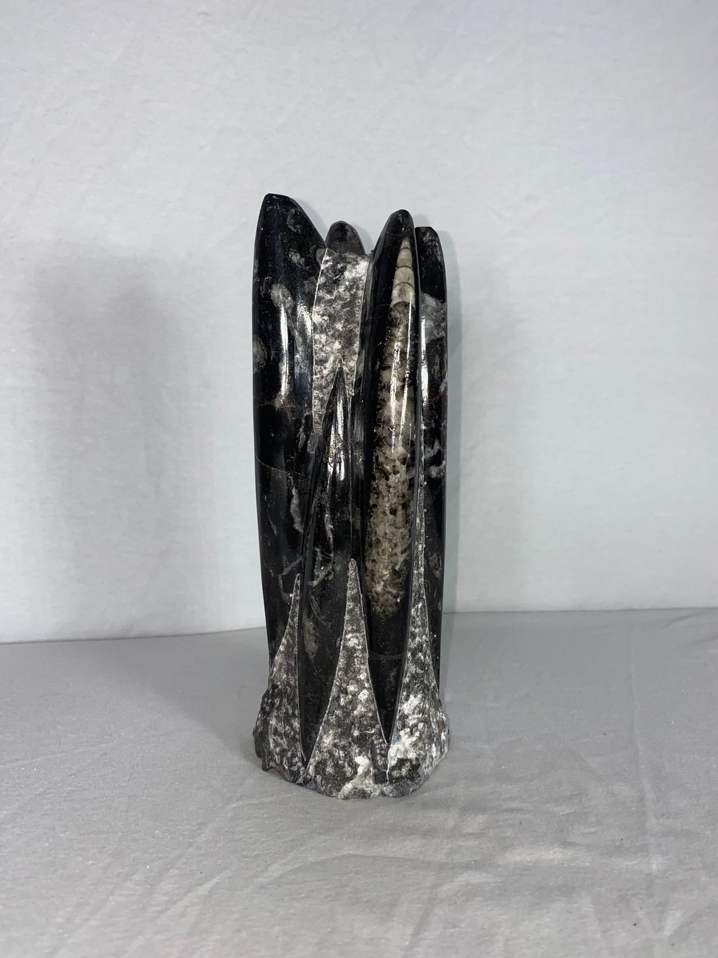 Self Standing Polished Fossilized Orthoceras Specimen (Medium D)