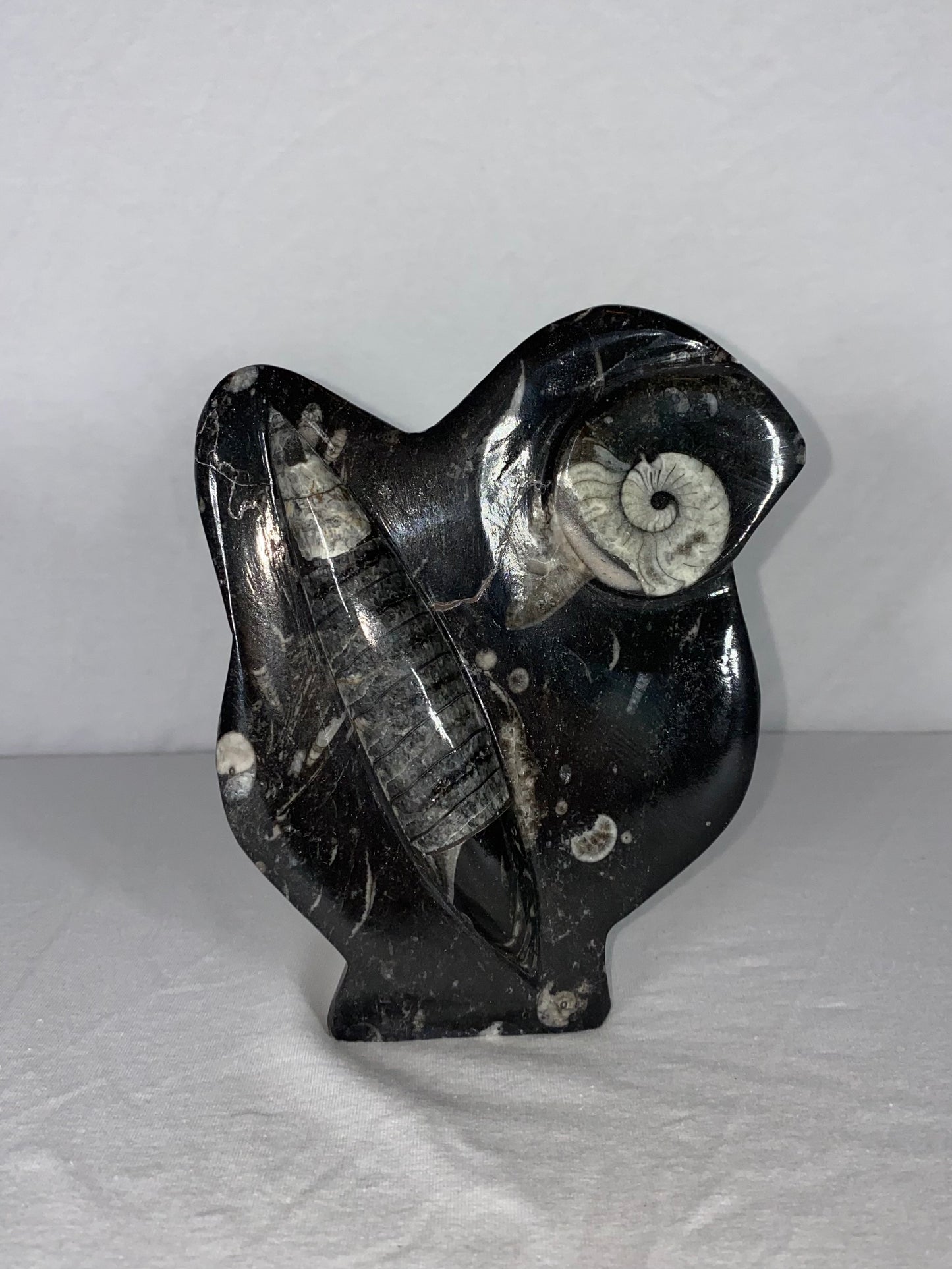 Self Standing Polished Fossilized Orthoceras & Shell Specimen (K)