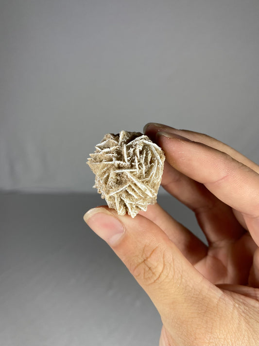 Mexican Desert Rose Specimen (O)