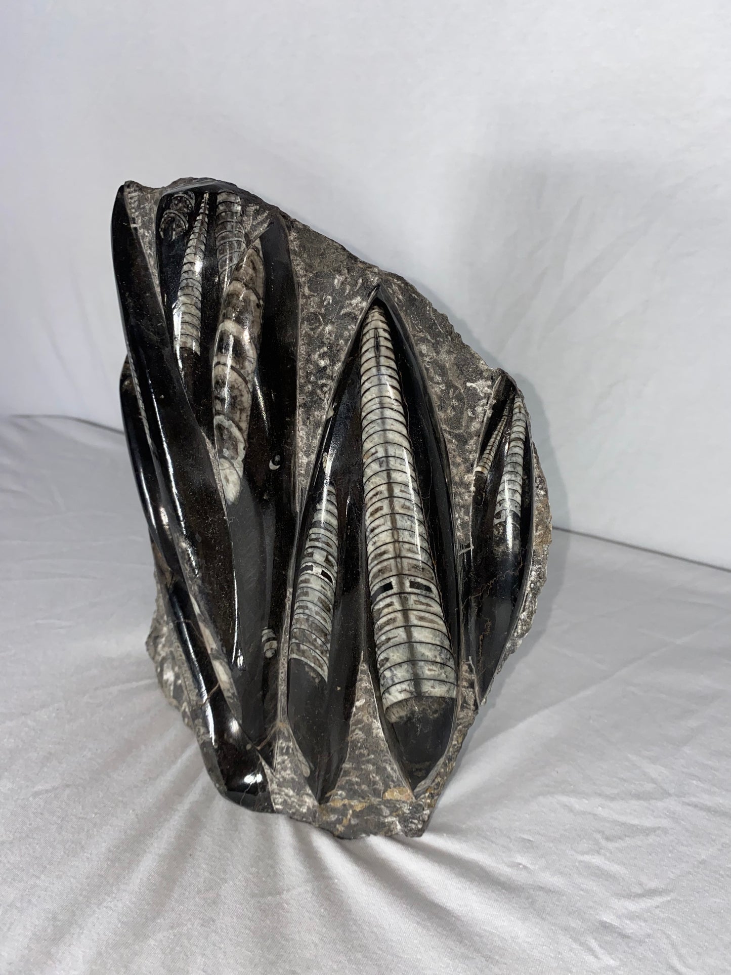 Self Standing Polished Fossilized Orthoceras Specimen (Large F)