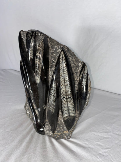 Self Standing Polished Fossilized Orthoceras Specimen (Large F)