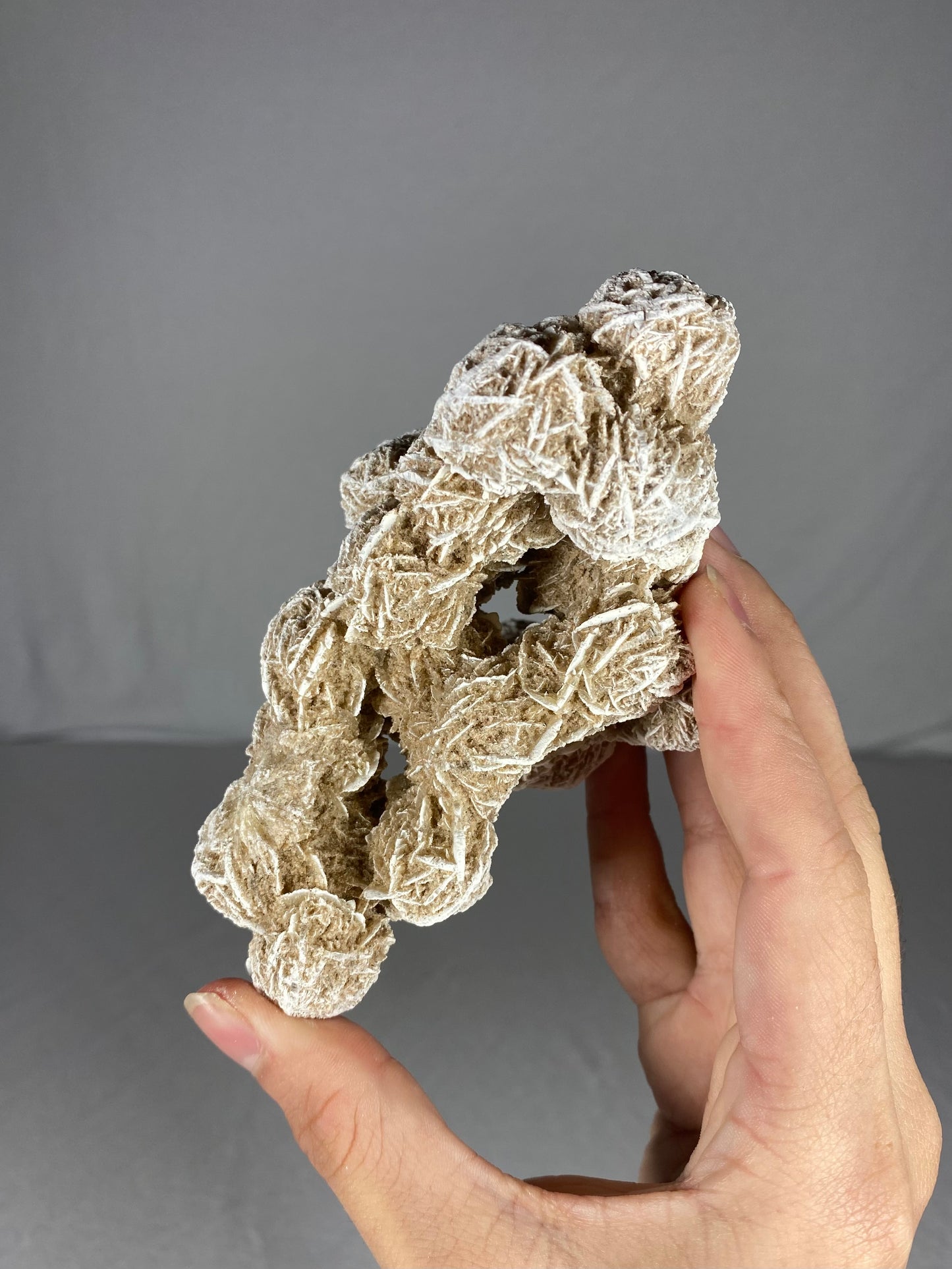 Mexican Desert Rose Specimen (K)