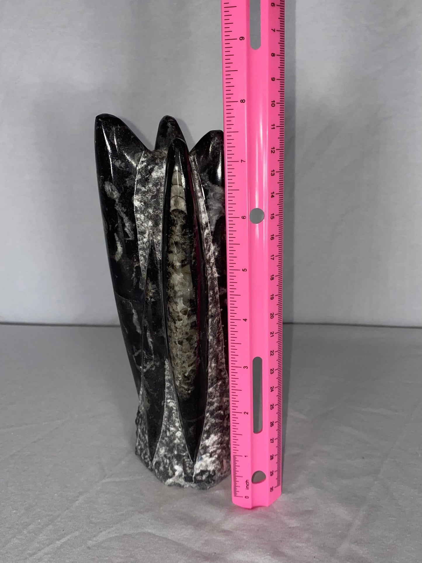Self Standing Polished Fossilized Orthoceras Specimen (Medium D)
