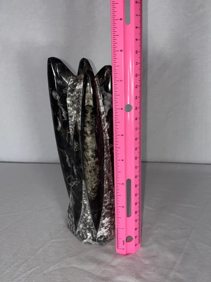 Self Standing Polished Fossilized Orthoceras Specimen (Medium D)