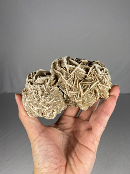 Mexican Desert Rose Specimen (D)