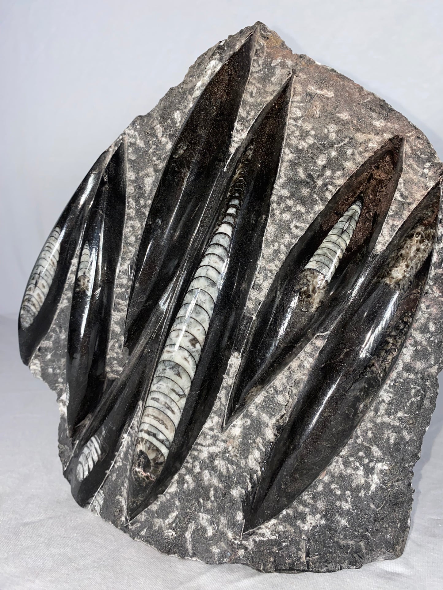 Self Standing Polished Fossilized Orthoceras Specimen (Large C)