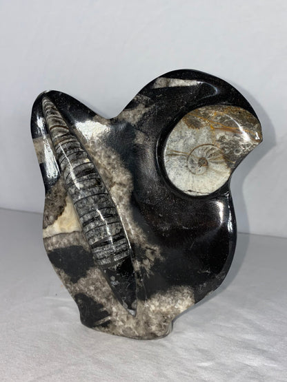 Self Standing Polished Fossilized Orthoceras & Shell Specimen (Q)