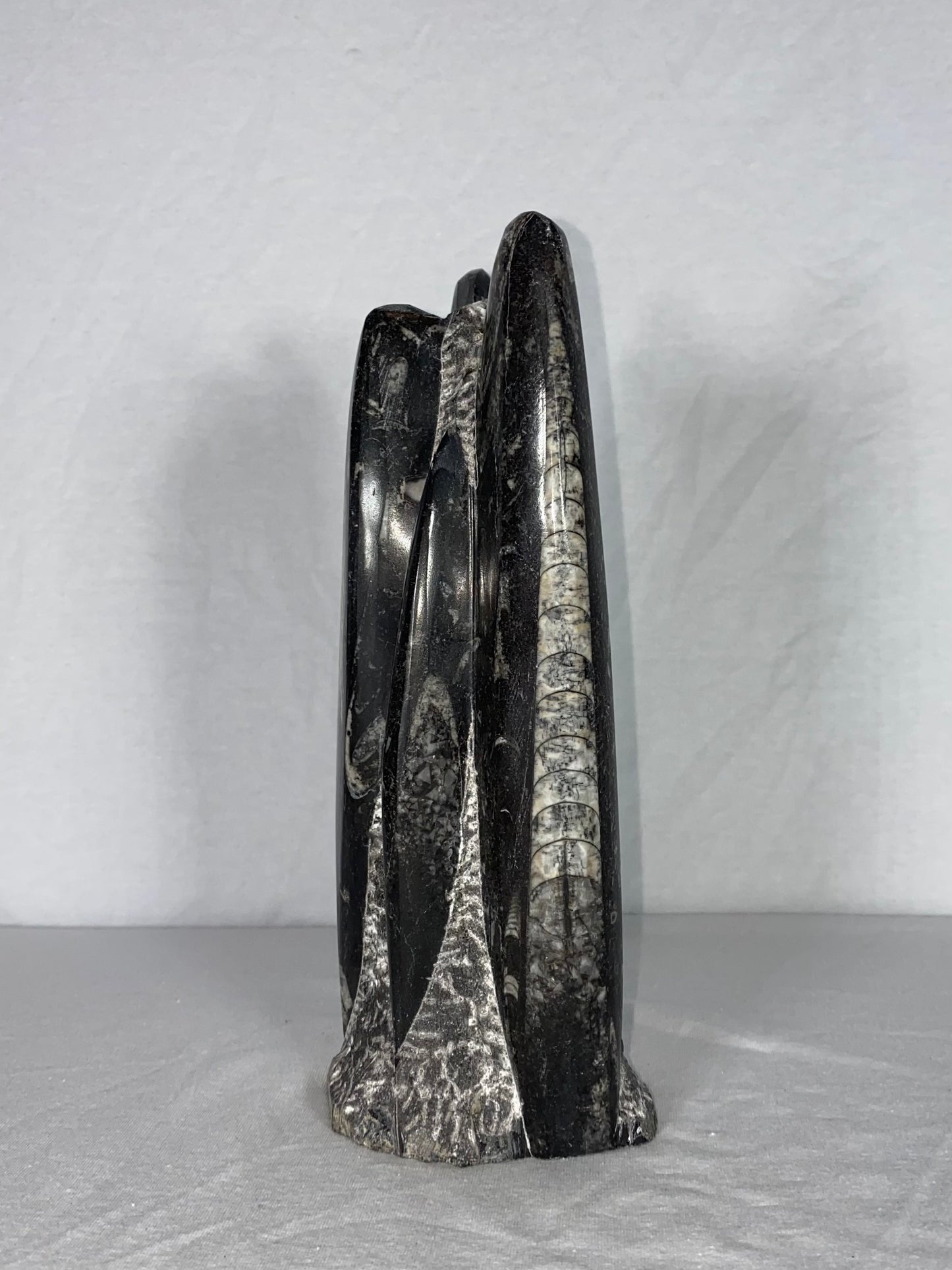 Self Standing Polished Fossilized Orthoceras Specimen (Medium J)