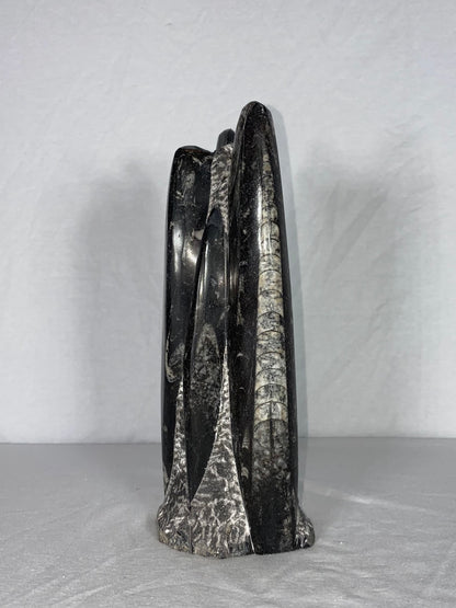 Self Standing Polished Fossilized Orthoceras Specimen (Medium J)