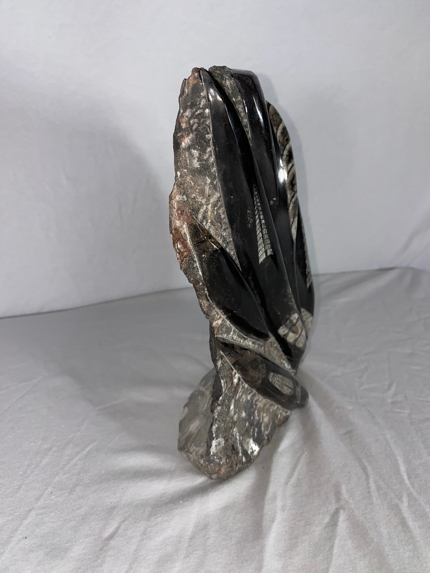 Self Standing Polished Fossilized Orthoceras Specimen (Large F)
